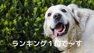 レトリーバー